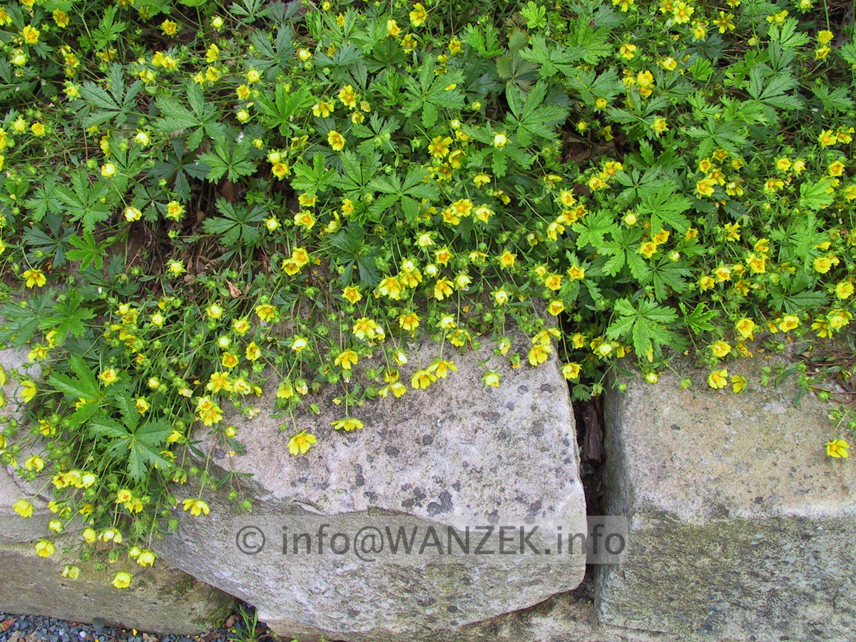 Potentilla neumanniana Nana 4.JPG